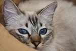 Schultheiß Projektentwicklung GmbH, Feline infektiöse Peritonitis (FIP)