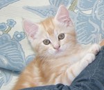 Schultheiß Projektentwicklung GmbH, Triaditis der Katze – eine besondere diätetische Herausforderung