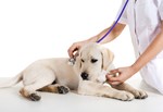 Schultheiß Projektentiwkclung GmbH, Aktuelle News der Kleintierklinik (1)