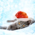 Schultheiß Projektentiwkclung GmbH, Die Dezember-News der Kleintierklinik sind da!